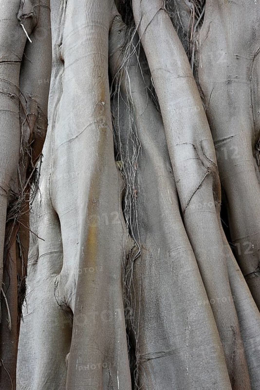Moreton Bay fig trunks