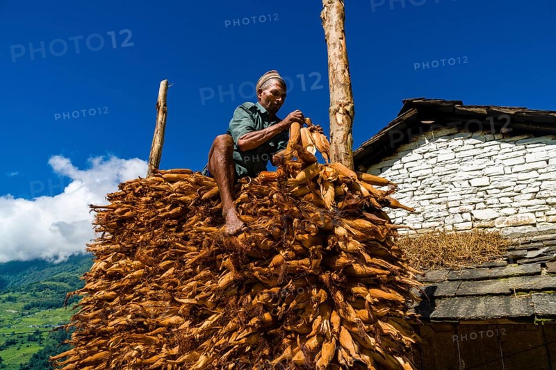 Native man piling up corncobs in front of house