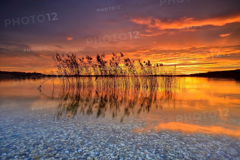 Reeds reflected in the Lake Geiseltalsee at sunrise