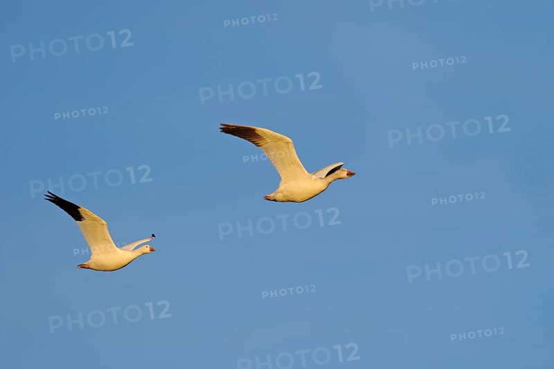 Snow Goose