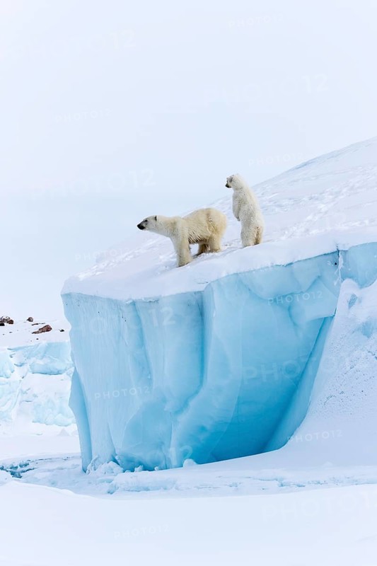 Polar bears