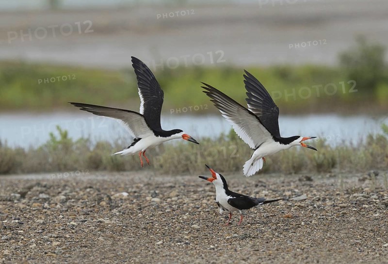 Black skimmer