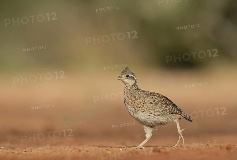 Northern Bobwhite