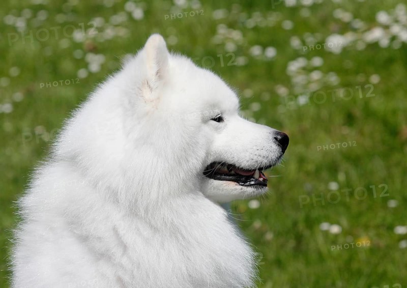 Samoyed
