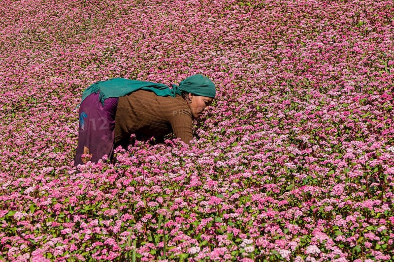 Female farmer working in blossoming pink buckwheat field