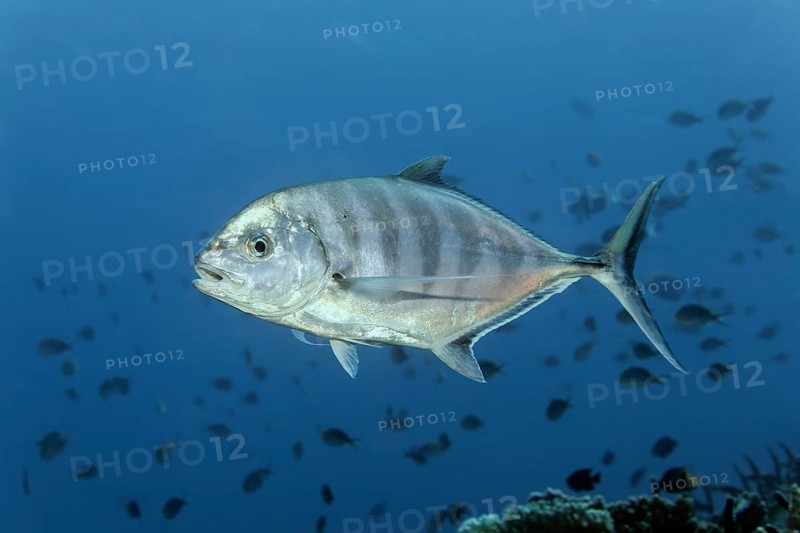 Blue trevally