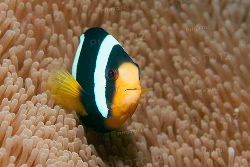 Clark's Anemonefish