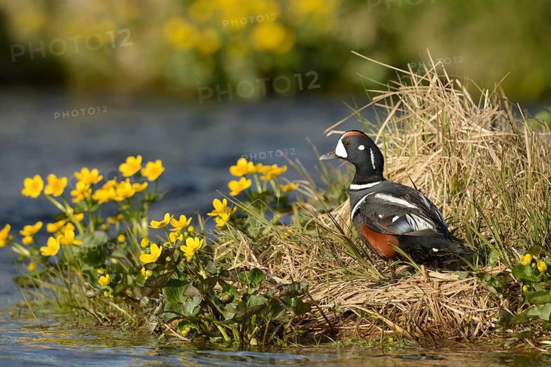 Harlequin duck
