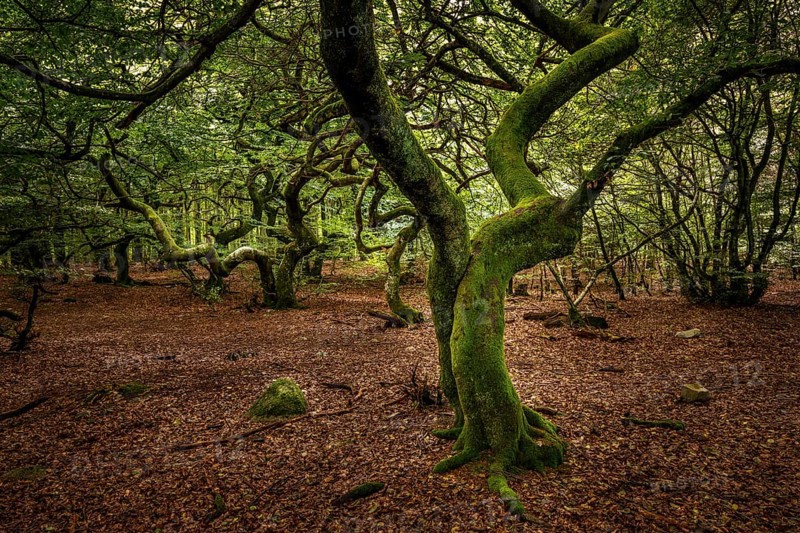 Enchanted forest Trollskogen