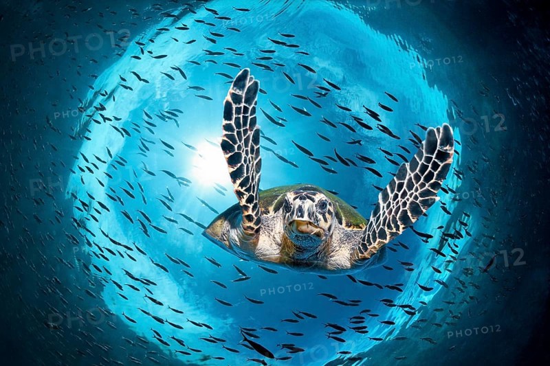 Green turtle