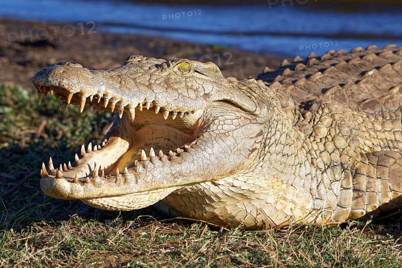 Nile crocodile