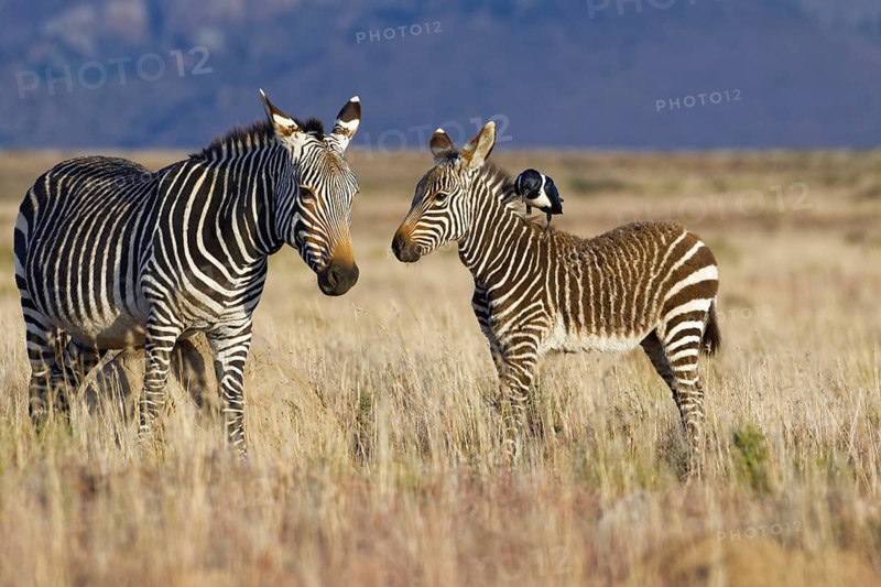 Cape mountain zebras
