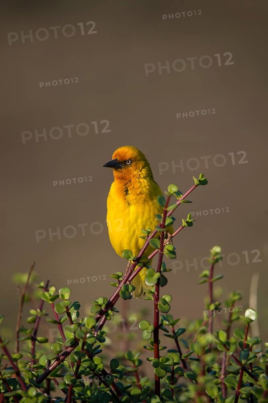 Cape weaver