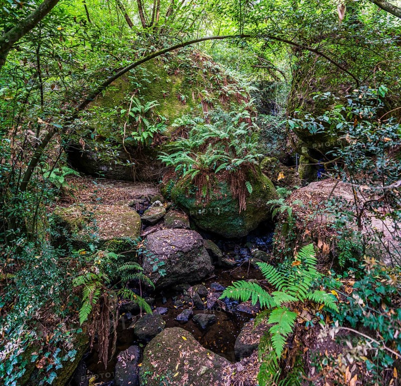 Forest with ferns by river