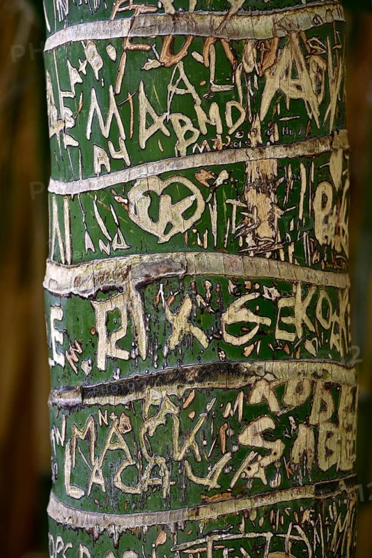 Carved initials in tree bark