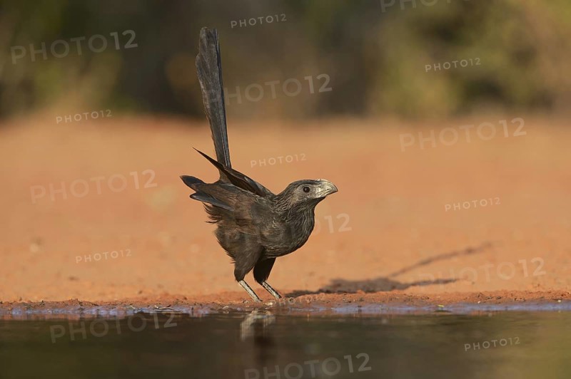 Groove-billed Ani