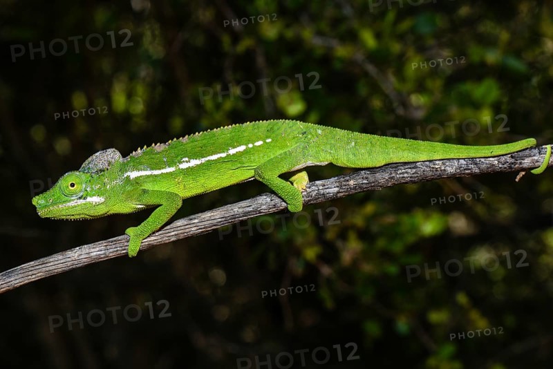 Belalanda chameleon