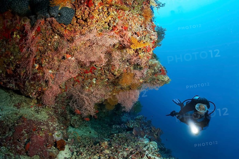 Diver viewing coral reef with sea fans