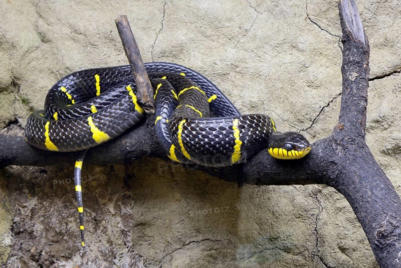 Mangrove tree snake