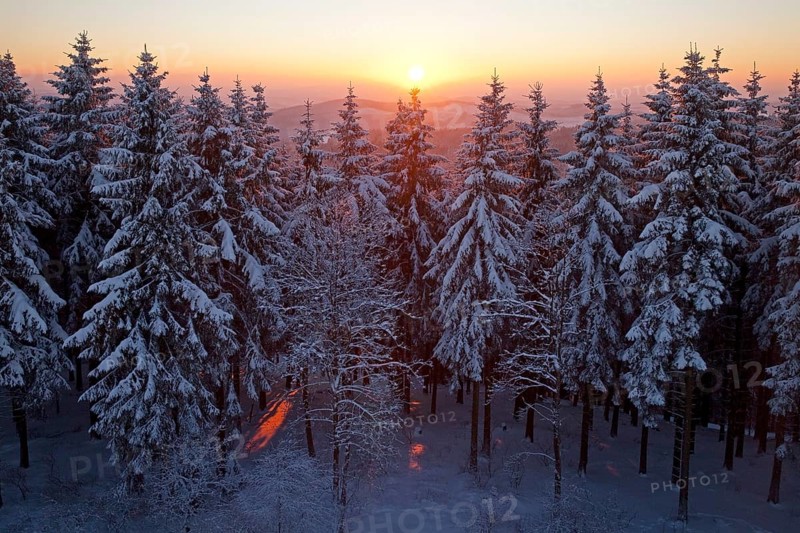 Snow covered spruce trees at sunset in winter