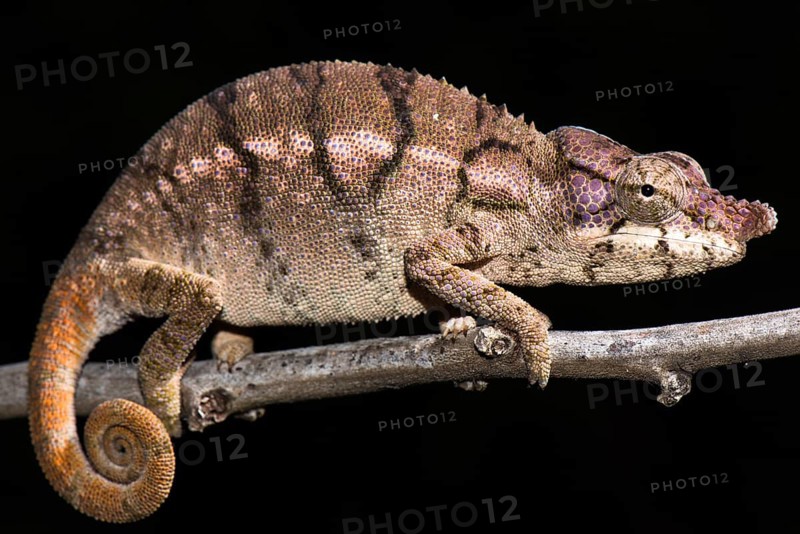 Rhino chameleon