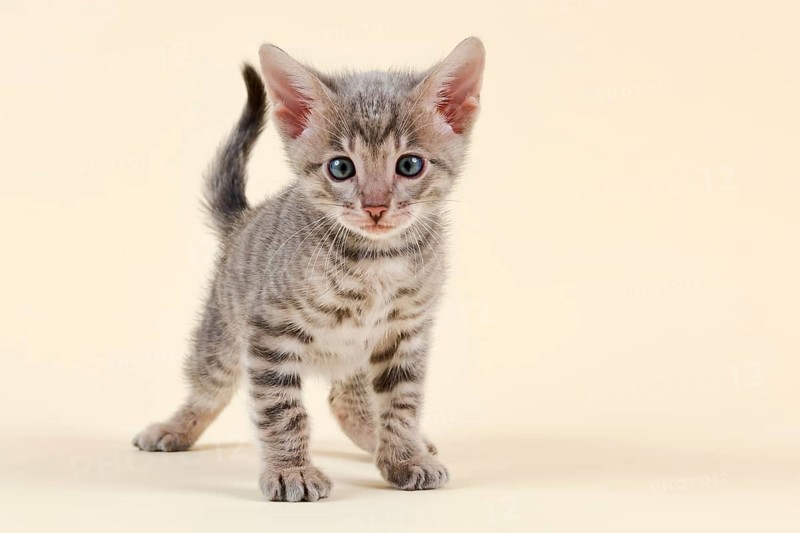 Toyger
