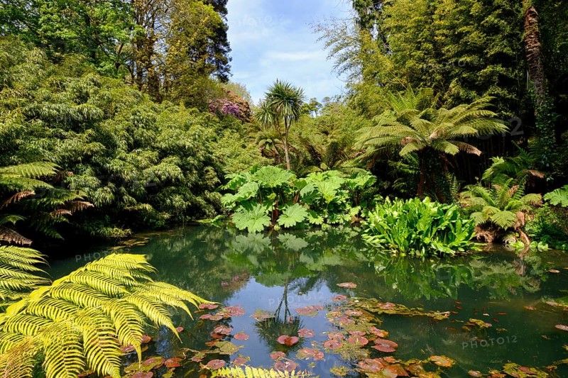 Jungle