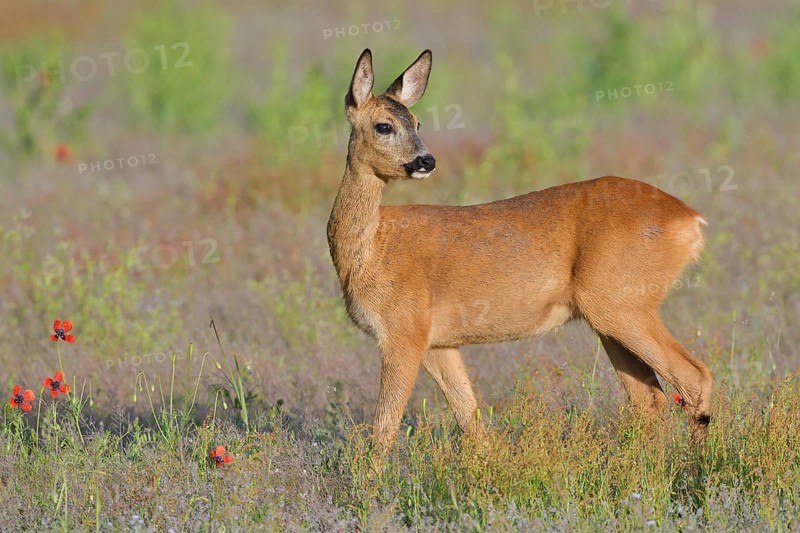 European roe deer