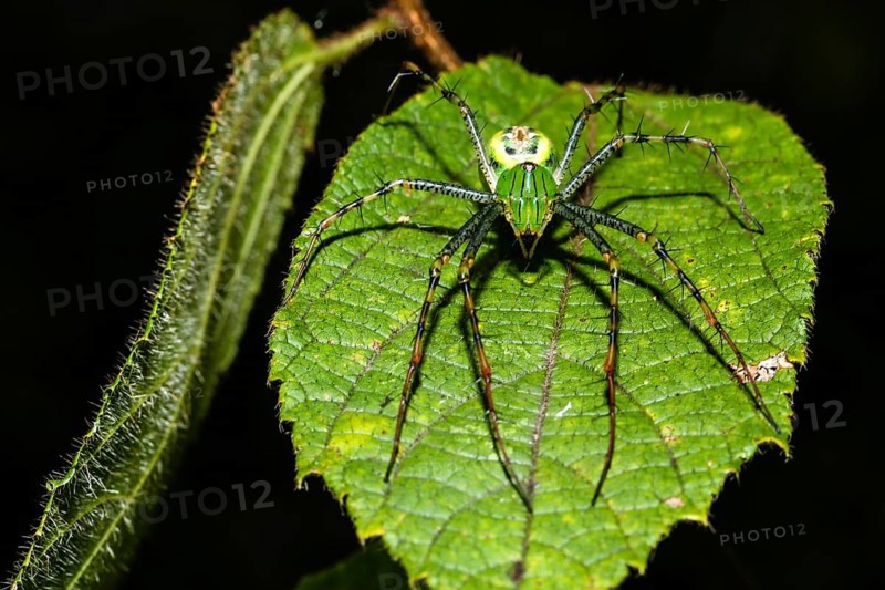 Lynx spider