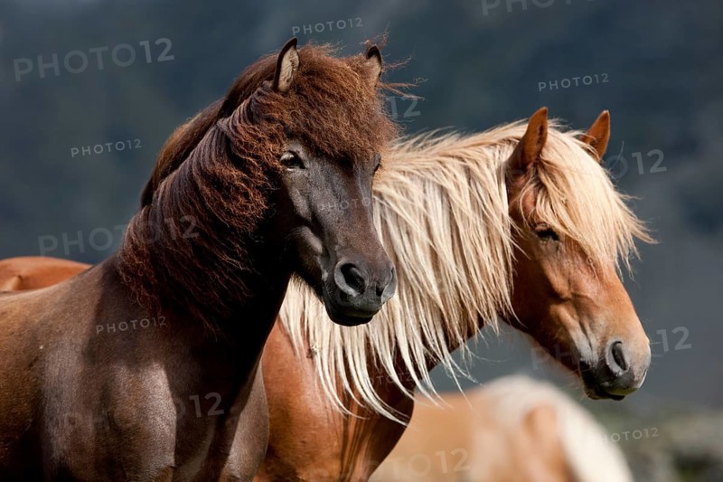Liver chestnut and dun Icelandic