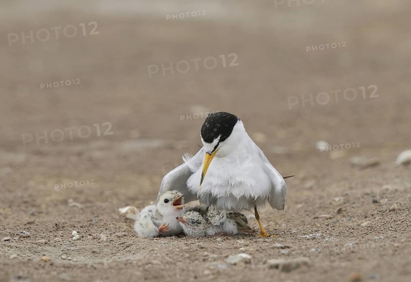 Least Terns