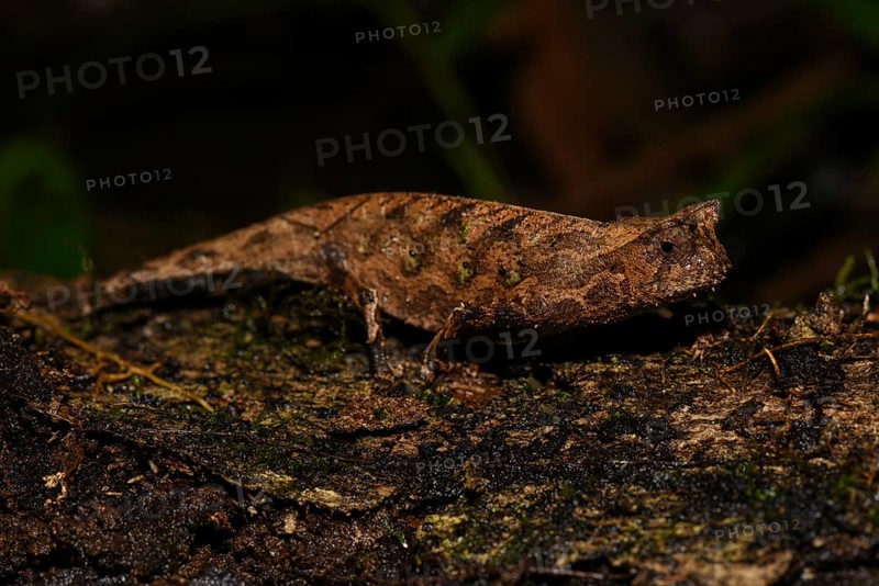 Brown leaf chameleon