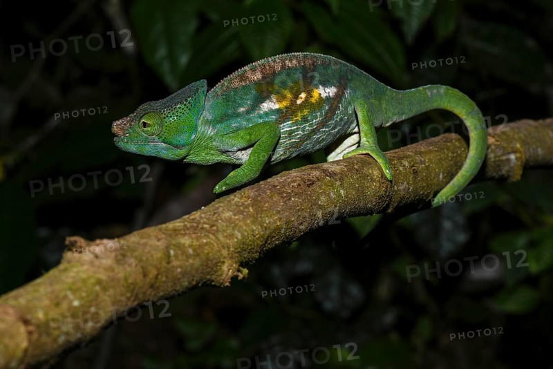 Parson's chameleon