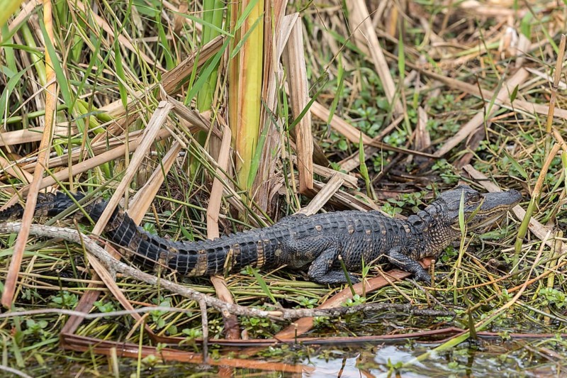 American alligator