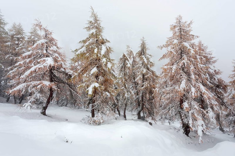 Larch forest in autumn colors in snow