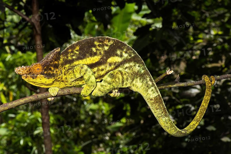 Parson's chameleon
