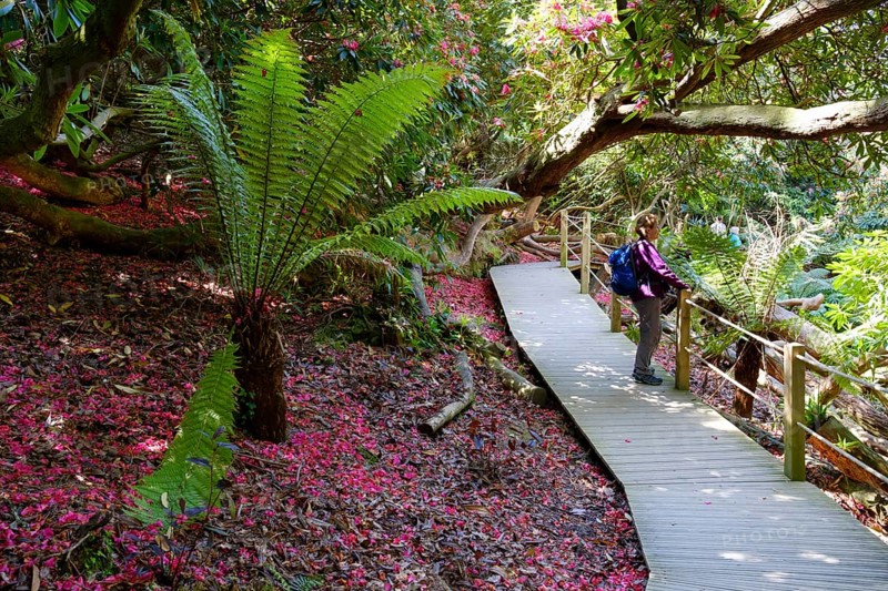 Tree fern and petals of Rhododendron on ground