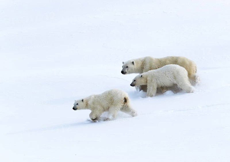 Polar bears