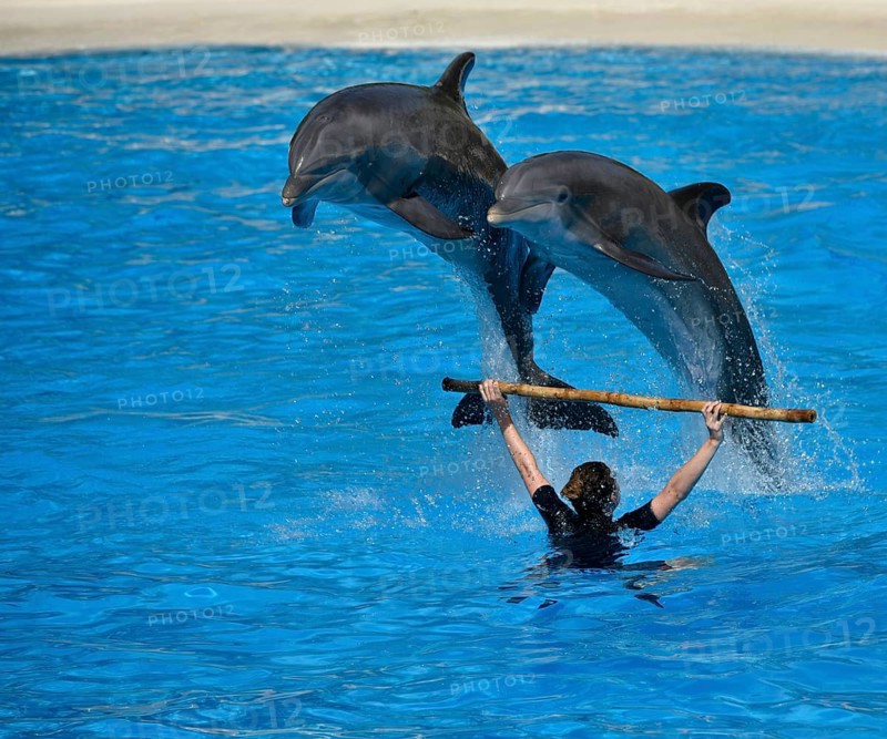 Dolphin show