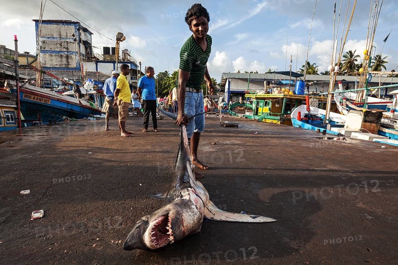 Local young man dragging small Longfin Mako shark