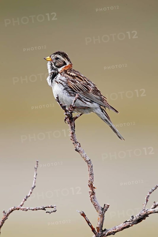Lapland Bunting