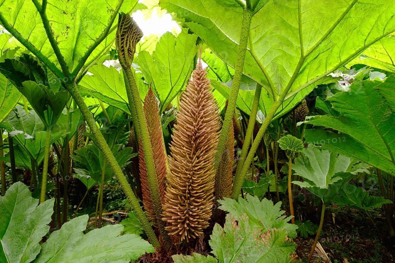 Leaves and flowers of Giant Rhubarb