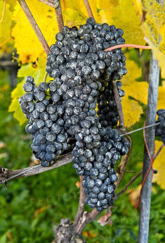 Kaolin coating on grapes as a natural pesticide in organic cultivation against spotted wing drosophila
