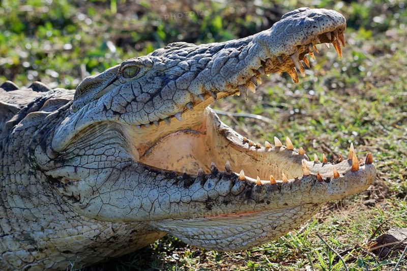 Nile crocodile