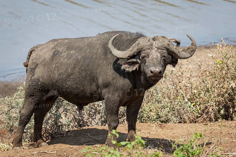 African buffalo