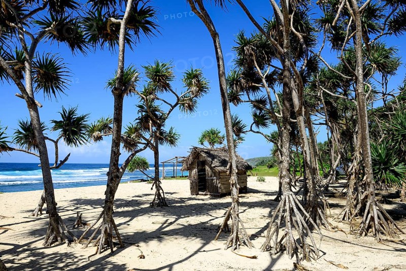 Mangroves with aerial roots on White Beach