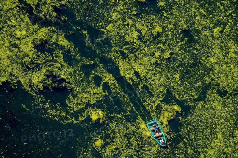 Aerial view of rowboat traveling through water weed