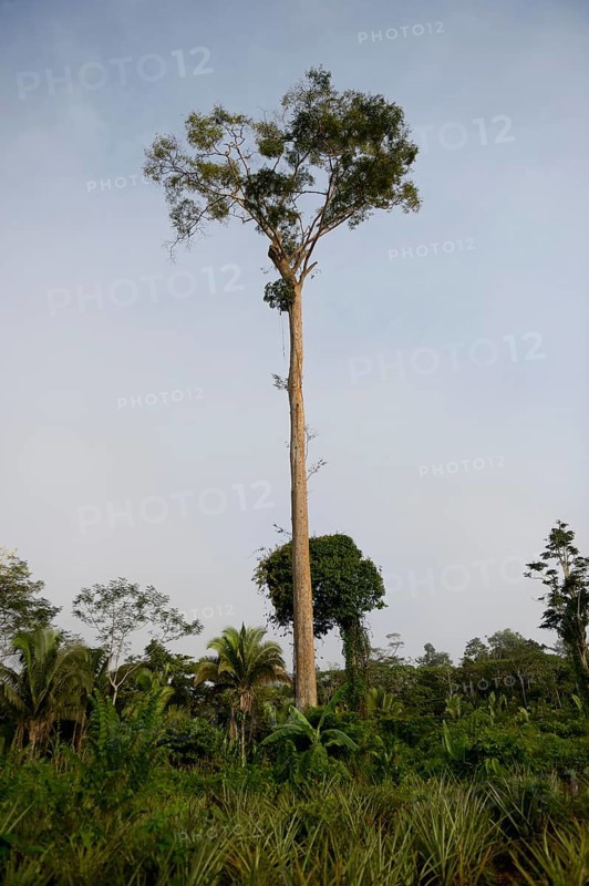Towering ipe tree