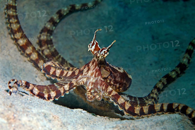 Wonderpus octopus