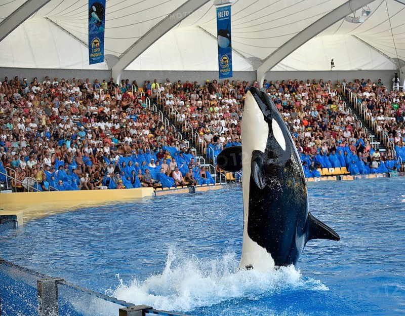 Orca